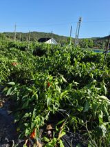 팜모닝 자유주제·자유게시판 게시글 이미지