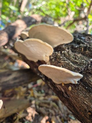 담디농원님의 자유주제 · 자유게시판 작성글 사진