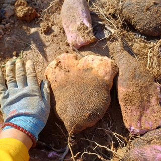 삼성농산님의 자유주제 · 자유게시판 작성글 사진
