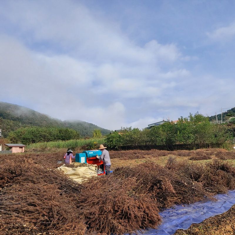 홍순원님의 장터 판매 상품 [다유들깨 (완판되었습니다)] 첨부 사진