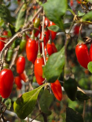 청양 산골꾸찌뽕 님의 자유주제 · 자유게시판 작성글 사진