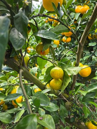 참깨6029님의 자유주제 · 자유게시판 작성글 사진