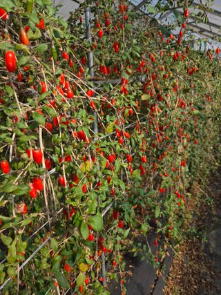 청양 산골꾸찌뽕 님의 자유주제 · 자유게시판 작성글 사진