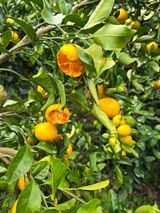 팜모닝 자유주제·자유게시판 게시글 이미지