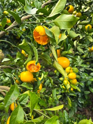 참깨6029님의 자유주제 · 자유게시판 작성글 사진