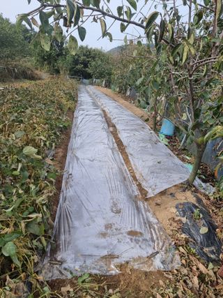 초보퍼머5도2촌준비님의 자유주제 · 자유게시판 작성글 사진
