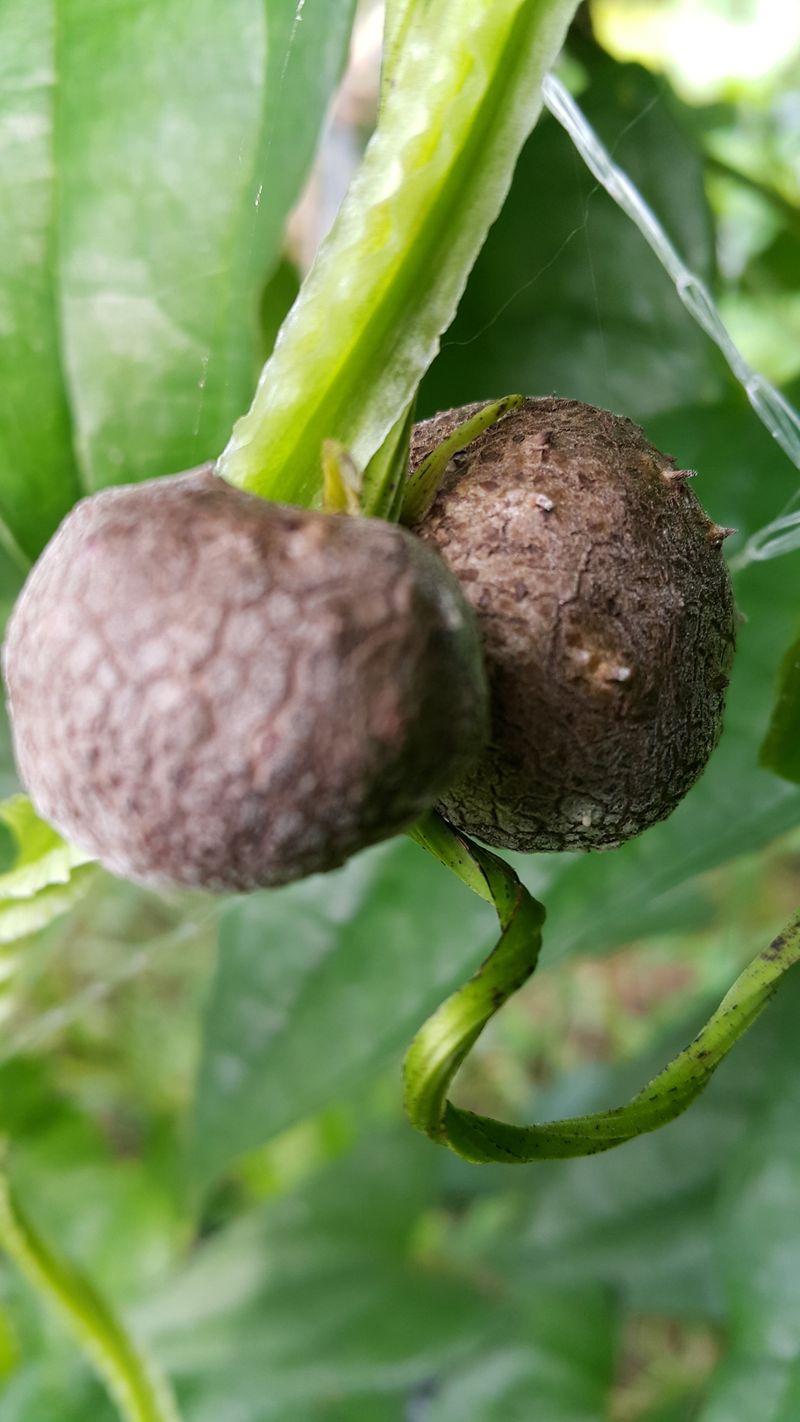 정보센터님의 장터 판매 상품 [열매달리는 자색마 가격인하] 첨부 사진