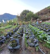 팜모닝 자유주제·자유게시판 게시글 이미지