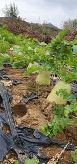 팜모닝 자유주제·자유게시판 게시글 이미지