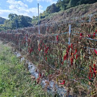 오영도님의 자유주제 · 자유게시판 작성글 사진