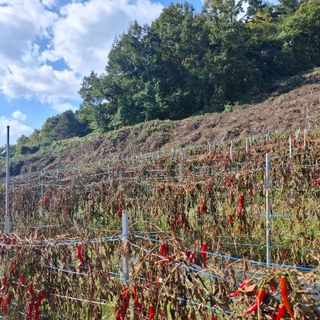 오영도님의 자유주제 · 자유게시판 작성글 사진