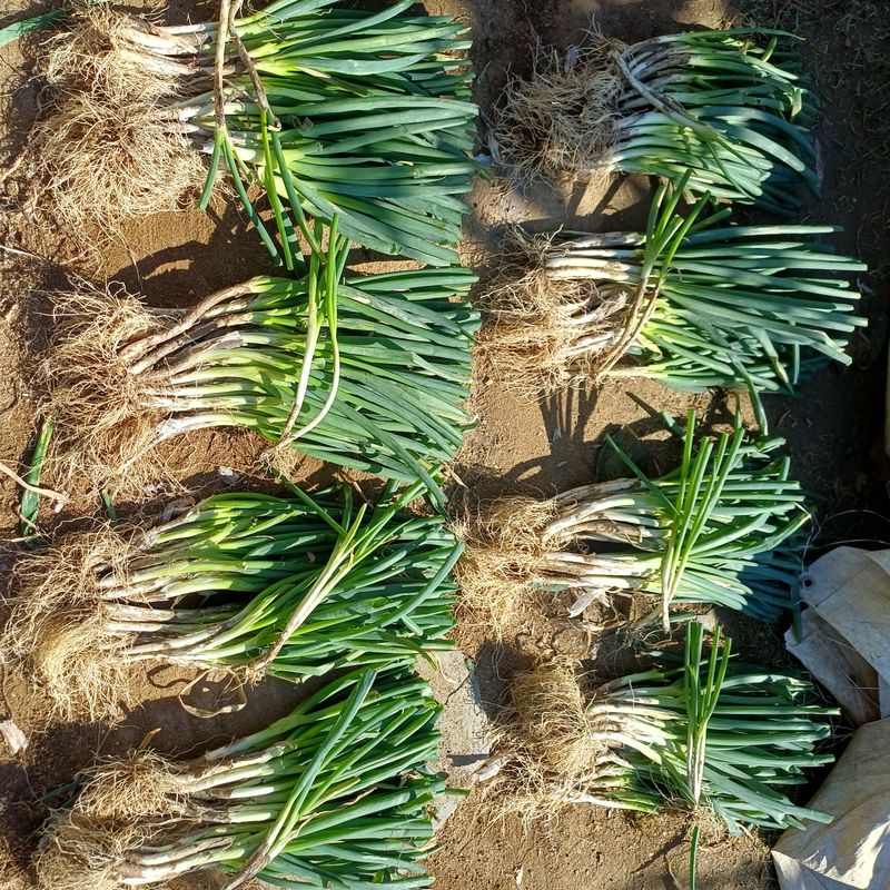 장터 상품 [자색단오마.마운틴양파.요술대파.] 썸네일