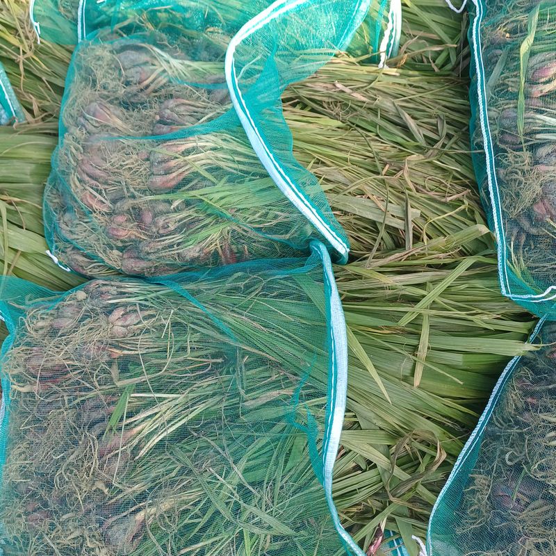 삼성농산님의 장터 판매 상품 [자색단오마.마운틴양파.요술대파.] 첨부 사진