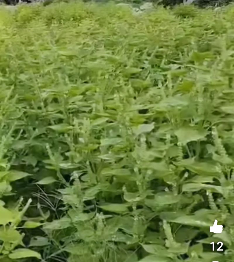 문정주님의 장터 판매 상품 [들깨 20kg] 첨부 사진