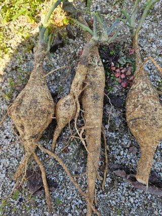 효원농원님의 자유주제 · 자유게시판 작성글 사진