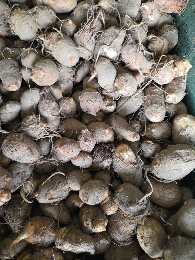 knlee님의 장터 판매 상품 [25년 햇알토란 1kg] 첨부 사진