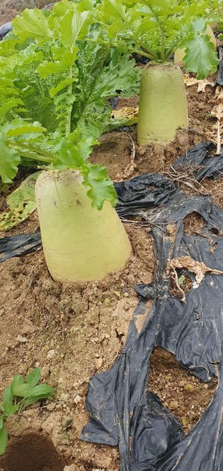 김익중님의 자유주제 · 자유게시판 작성글 사진