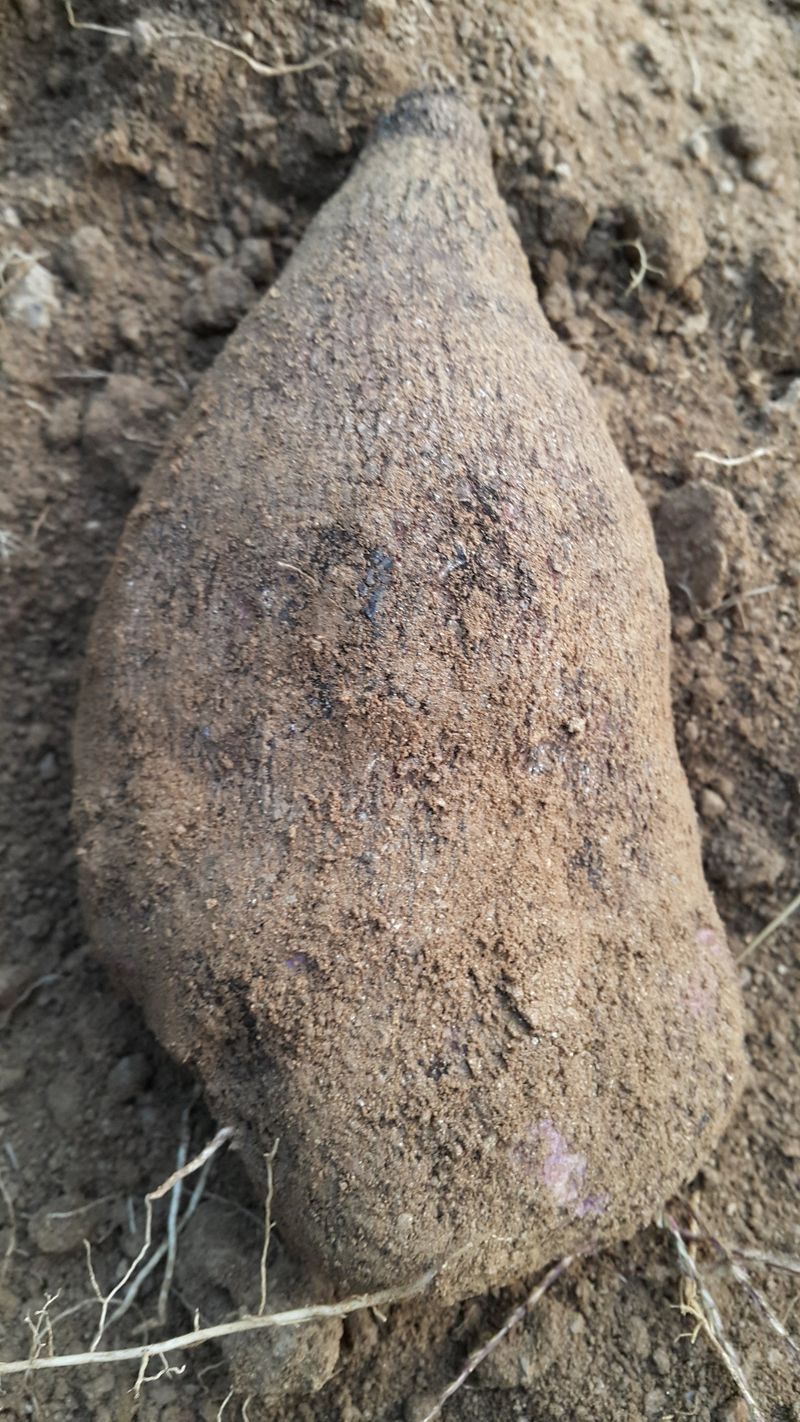 정보센터님의 장터 판매 상품 [열매달리는 자색마 가격인하] 첨부 사진