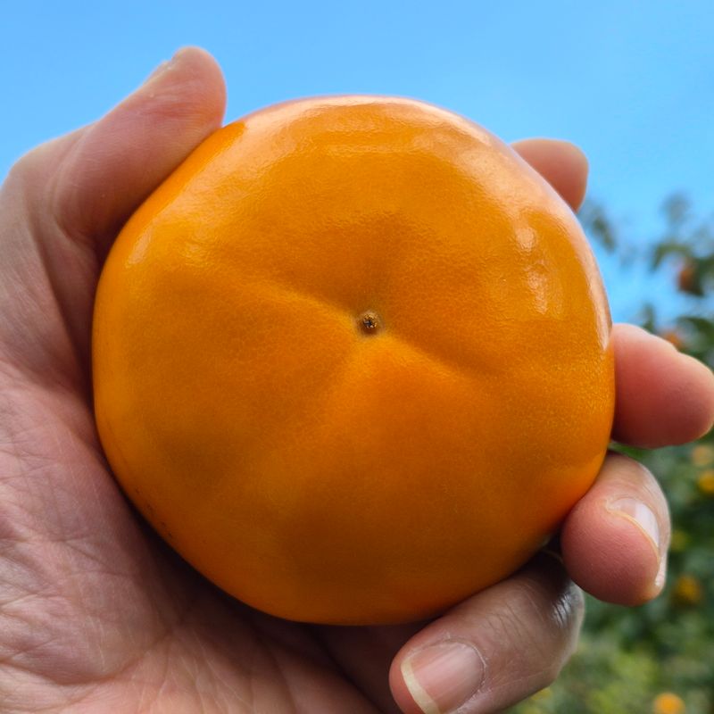 독고다이님의 장터 판매 상품 [햇 단감.10kg.] 첨부 사진