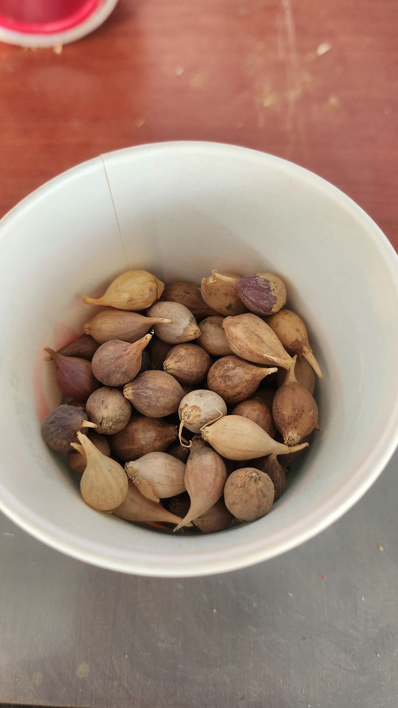 조새힘님의 장터 판매 상품 [25년 수확한 홍산마늘 단구 외통마늘(종자용) 500g, 1kg] 첨부 사진