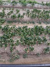 팜모닝 · 게시글 이미지