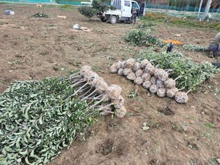 일심묘목농원님의 자유주제 · 자유게시판 작성글 사진