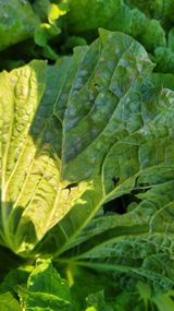 팜모닝 자유주제·자유게시판 게시글 이미지