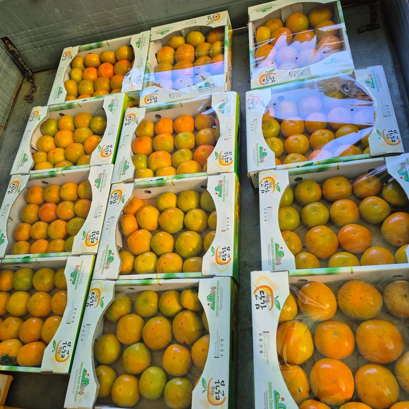 독고다이님의 장터 판매 상품 [햇 단감.10kg.] 첨부 사진