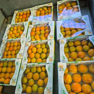 독고다이님의 작성글 사진