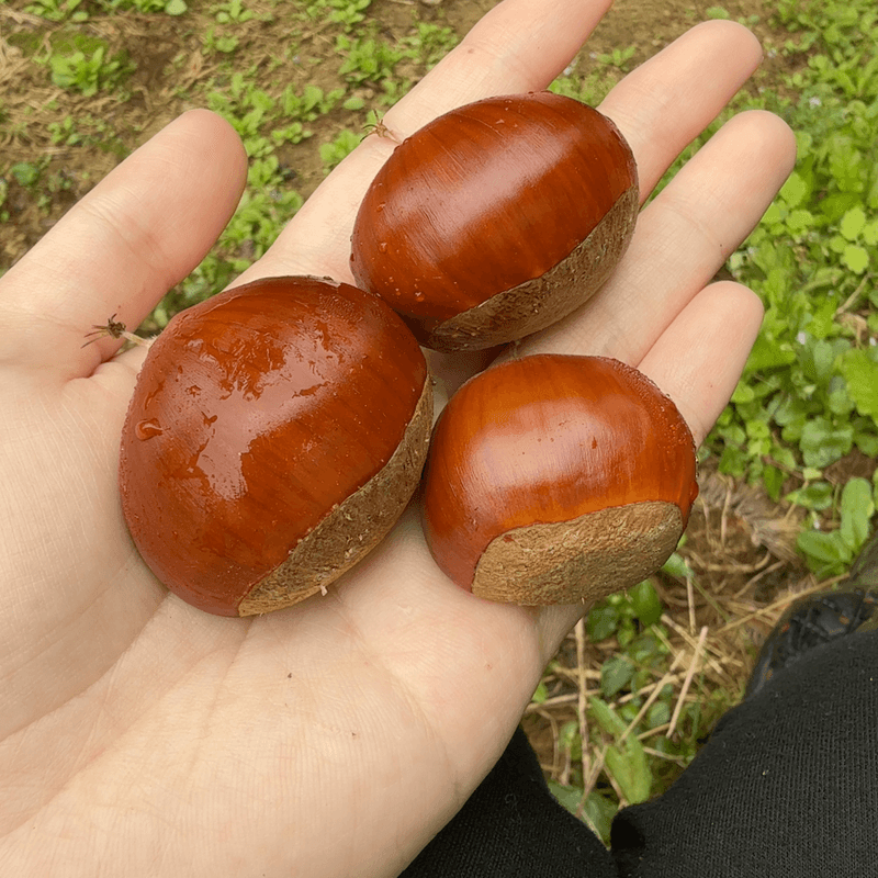 이승주님의 장터 판매 상품 [정안 알밤 팝니다] 첨부 사진