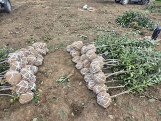 일심묘목농원님의 자유주제 · 자유게시판 작성글 사진