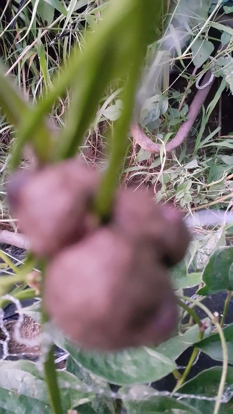 정보센터님의 장터 판매 상품 [열매달리는 자색마 가격인하] 첨부 사진