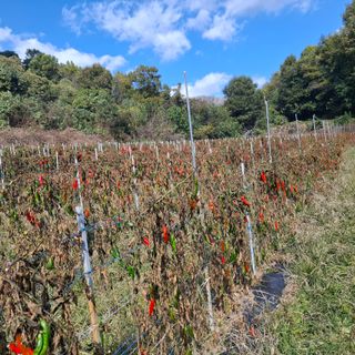오영도님의 자유주제 · 자유게시판 작성글 사진