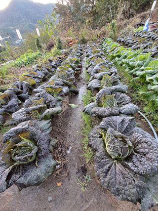 가수지현아님의 자유주제 · 자유게시판 작성글 사진