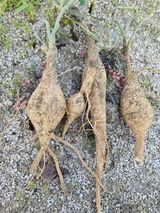 팜모닝 자유주제·자유게시판 게시글 이미지