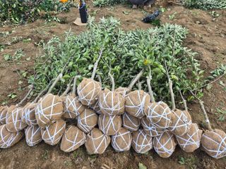 일심묘목농원님의 자유주제 · 자유게시판 작성글 사진