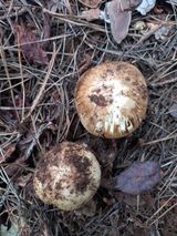 팜모닝 자유주제·자유게시판 게시글 이미지