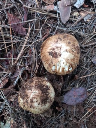 연향님의 자유주제 · 자유게시판 작성글 사진