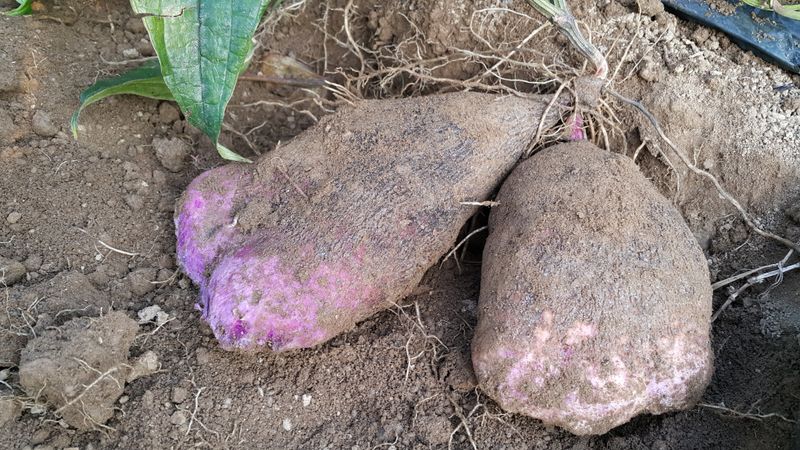 정보센터님의 장터 판매 상품 [열매달리는 자색마 가격인하] 첨부 사진