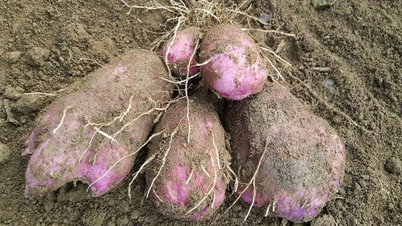 정보센터님의 장터 판매 상품 [열매달리는 자색마 가격인하] 첨부 사진