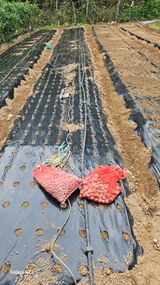 팜모닝 자유주제·자유게시판 게시글 이미지