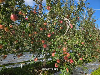 화성농원님의 사과 · 수확 작성글 사진