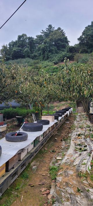 서녕영더기님의 자유주제 · 자유게시판 작성글 사진