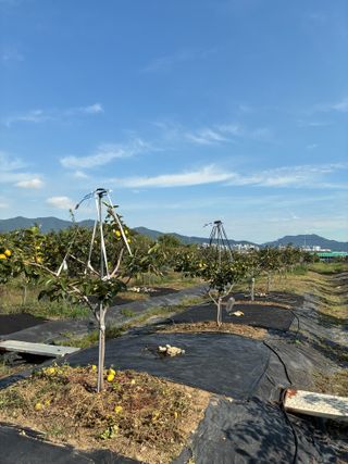 금강농원님의 자유주제 · 자유게시판 작성글 사진