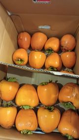 팜모닝 자유주제·자유게시판 게시글 이미지