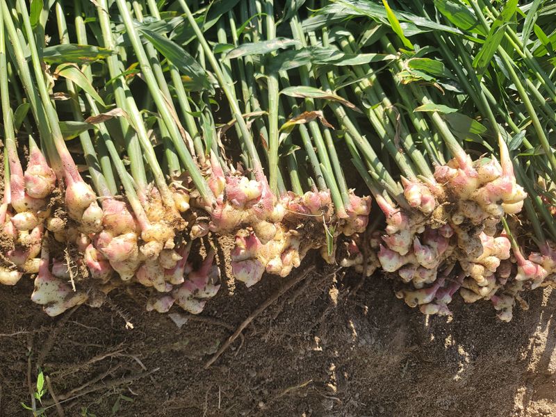 모두애님의 장터 판매 상품 [25년도 햇흙생강10kg] 첨부 사진