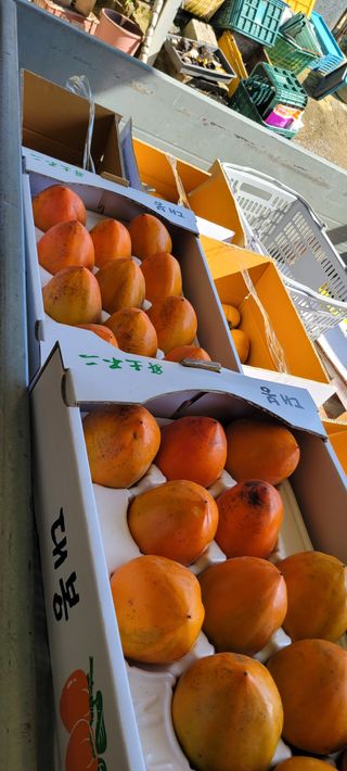 서녕영더기님의 자유주제 · 자유게시판 작성글 사진