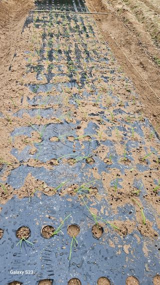 서상진님의 자유주제 · 자유게시판 작성글 사진