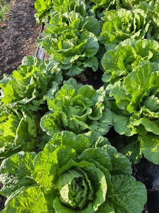 knlee님의 자유주제 · 자유게시판 작성글 사진