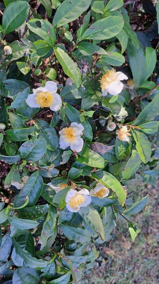 선곡다원님의 자유주제 · 자유게시판 작성글 사진